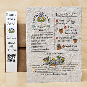 Raccoon and Fireflies Nature Card